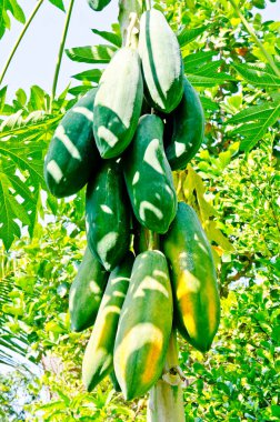 Taze papaya ağaçta, Tayland.