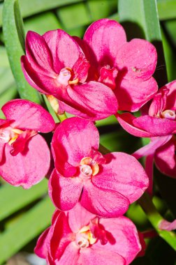 Ascocenda Melez Orkide Çiçeği, Tayland.