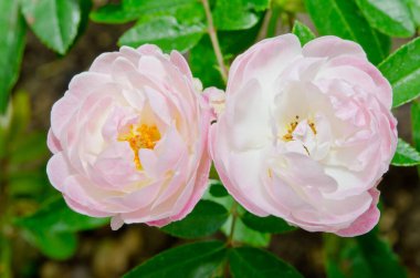 Pembe güllere yakın, Tayland.