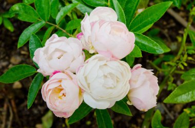 Pembe güllere yakın, Tayland.