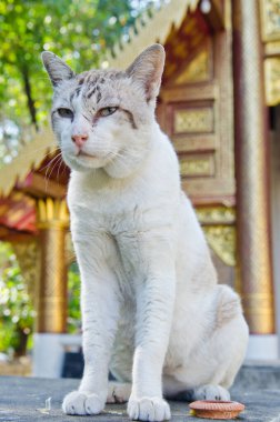 Tayland Tayland beyaz kedi portresi.