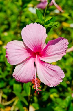 Tayland 'ın bahçesinde pembe bir çiçek..