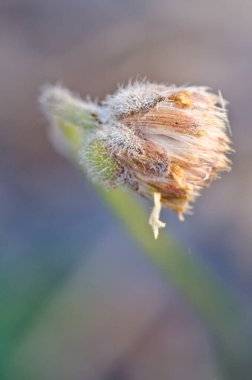 Kuru çimen çiçeği doğada, Tayland.