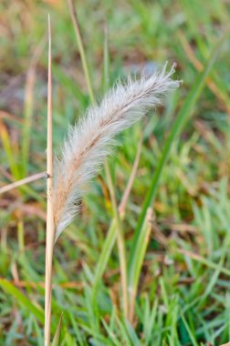 Doğadaki çimen çiçeği, Tayland.