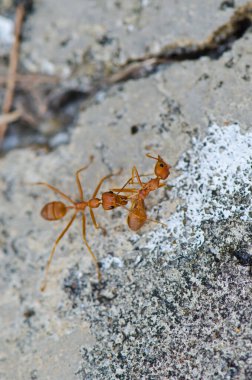 Tayland 'daki kırmızı karıncayı kapatın..