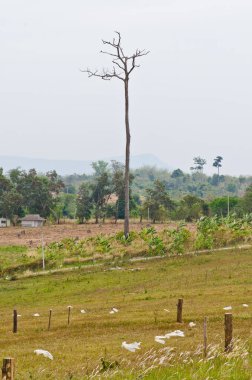 Ülkenin en yüksek ağacı, Tayland.