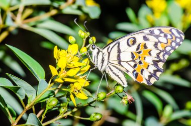 Tayland, halk parkında güzel bir kelebek