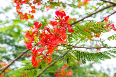 Tavuskuşu çiçekleri ağaçta, Tayland