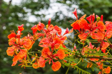 Tavuskuşu çiçekleri ağaçta, Tayland