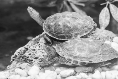 Chinese Stripe-necked Turtle in Thailand