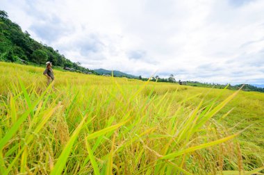 Asian Woman with Pa Bong Piang Rice Terraces at Chiang Mai Province, Thailand.