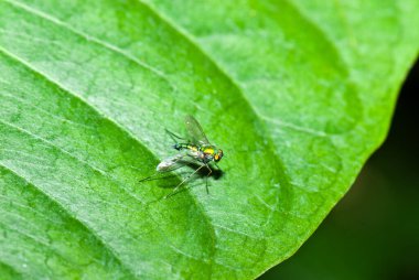 Yeşil yapraklı böceğin yakın çekimi, Tayland.