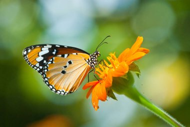 Turuncu kelebek çiçek, Tayland.