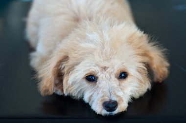 Küçük sevimli köpek mütevazı, Tayland.
