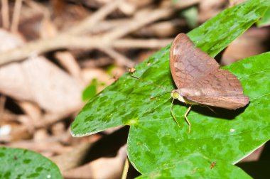 Pang Si-Da Ulusal Parkı 'nda Kelebek, Sakaeo, Thiland