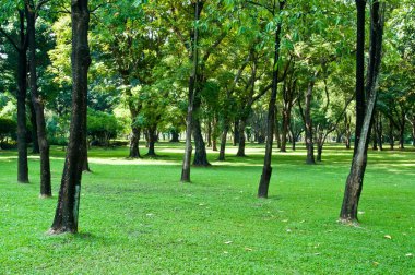 Sabahları güzel bir park, Tayland.