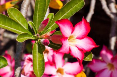 Impala Lily Adenium, çöl gül veya Tayland pembe çiçek.