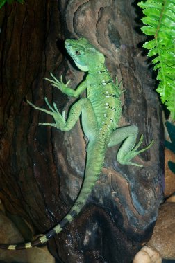Yeşil Basilisk Kertenkelesi, Tayland.