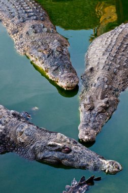 Yeşil suda üç timsah, Tayland.