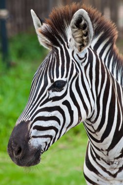 Tayland 'daki yeşil alanda Zebra' nın başı.