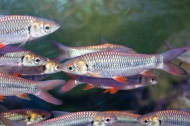 Suda Tayland Balığı, Tayland.