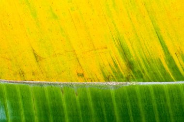 Yaprak dokusunu kapat, Tayland.