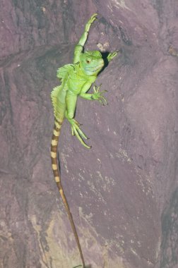 Yeşil Basilisk Kertenkelesi, Tayland.