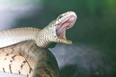 Common Rat Snake, Tayland 'a yakın..