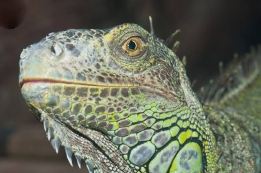 Yeşil iguana kafası, Tayland 'a yakın çekim.