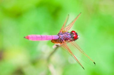Yeşil ekranlı yusufçuk, Tayland.