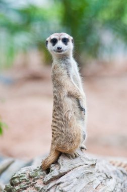 Tayland kayalıklarında bir mirket.