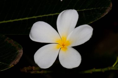 Tayland 'da siyah ekranlı güzel beyaz tesisatçının yakın çekimi..