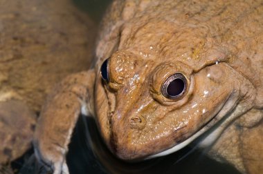 Tayland Kurbağası, Tayland.