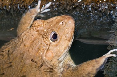 Tayland Kurbağası, Tayland.