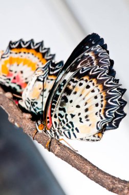 Kelebekler gri ekranda, Tayland.