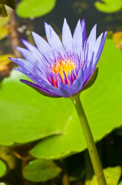 Mor Lotus, Tayland 'a yakın çekim.