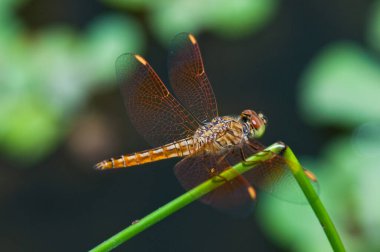 Tayland 'da kahverengi yusufçuğa yakın çekim.