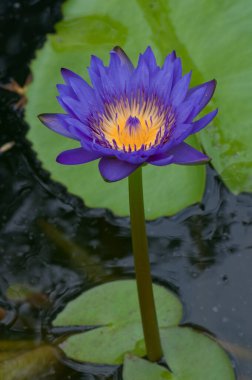 Güzel menekşe nilüferinin yakın çekimi, Tayland.