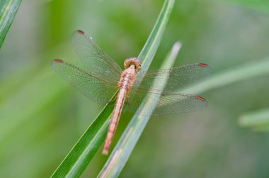 Yeşil arka planda yakın plan yusufçuk, Tayland.