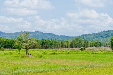 Mavi gökyüzü ile yeşil alan, Tayland.
