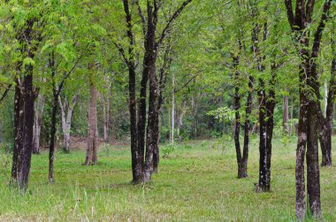 Tayland, ulusal parktaki yeşil orman.