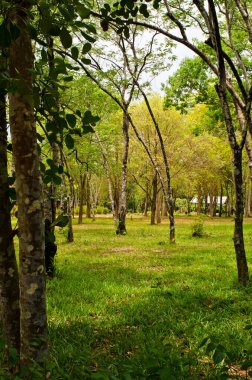 Tayland, ulusal parktaki yeşil orman.