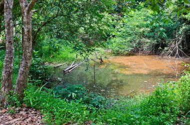 Ormandaki kahverengi gölet, Tayland.