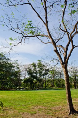 Ağaçlı yeşil zemin, Tayland.