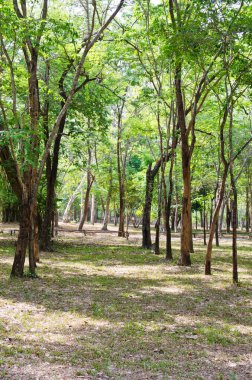 Tayland, ulusal parktaki yeşil orman.