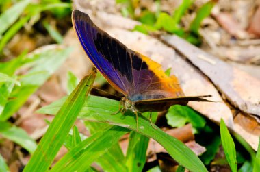 Beautiful butterfly on green leaf, Thailand.