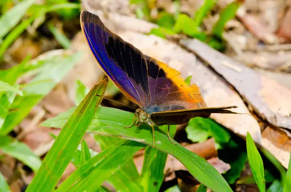 Beautiful butterfly on green leaf, Thailand.