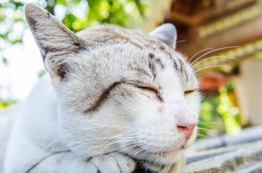 Tayland Tayland beyaz kedi portresi