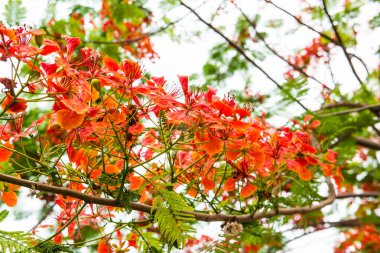Tavuskuşu çiçekleri ağaçta, Tayland