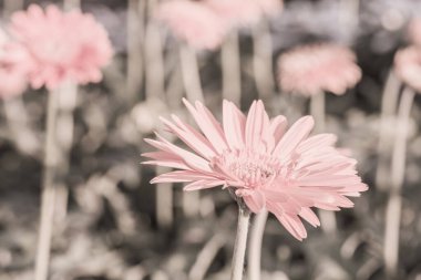 Bahçede Gerbera çiçeği, Tayland.